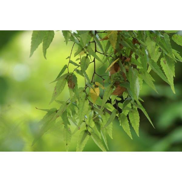 ケヤキ（欅）苗木 30〜50cm前後 : キヨタキナーセリー - 通販