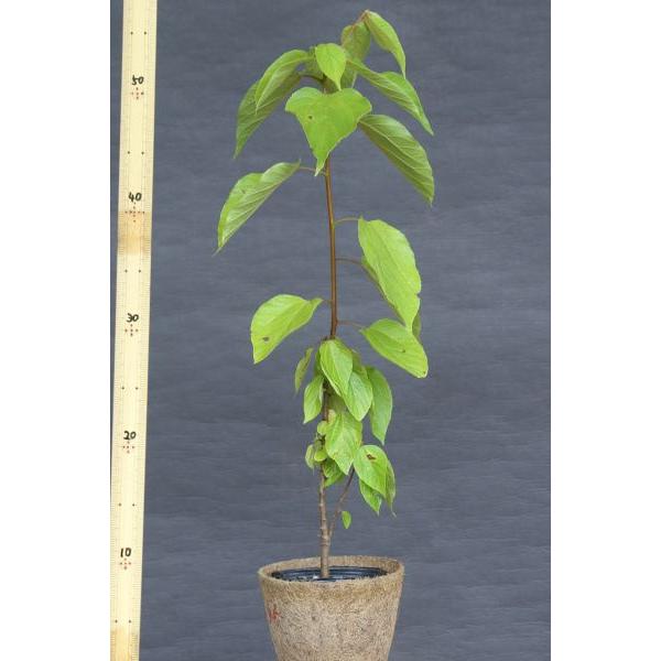 ケンポナシ（玄圃梨）苗木　30〜50cm前後 |  | 01