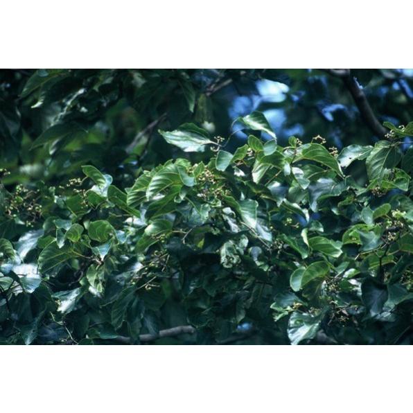 ケンポナシ（玄圃梨）苗木　30〜50cm前後 |  | 02