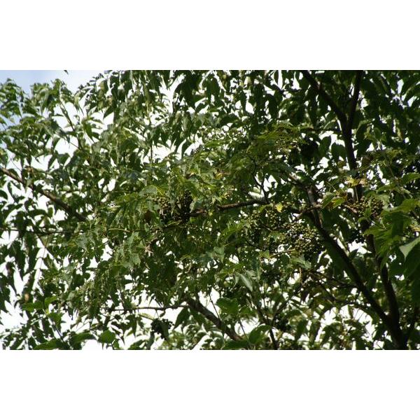 キハダ(黄膚)苗木 20〜50cm前後 : キヨタキナーセリー - 通販 キハダ(黄膚)苗木 20〜50cm前後 : キヨタキナーセリー - 通販