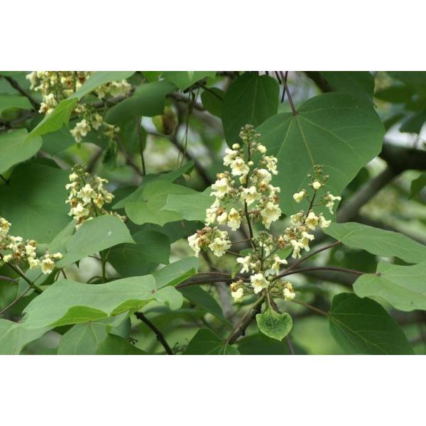 キササゲ（木大角豆）苗木　30〜50cm前後 |  | 01