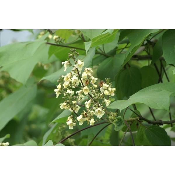 キササゲ（木大角豆）苗木　30〜50cm前後 |  | 02
