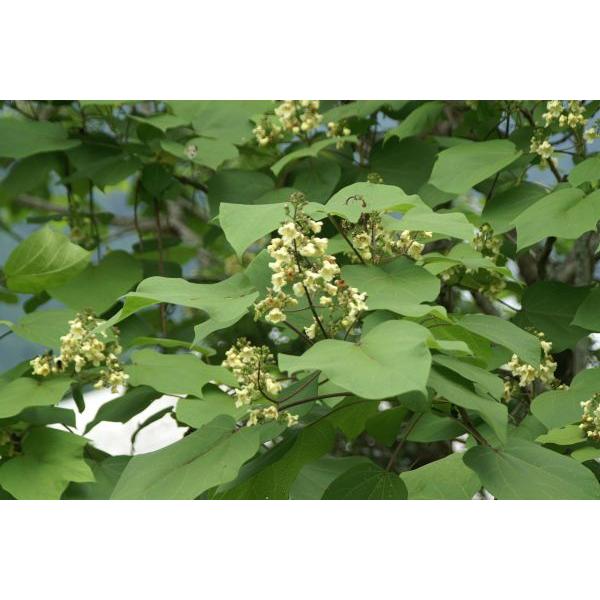 キササゲ（木大角豆）苗木　30〜50cm前後 |  | 03