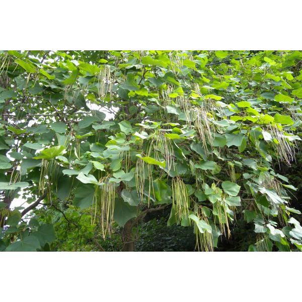 キササゲ（木大角豆）苗木　30〜50cm前後 |  | 04