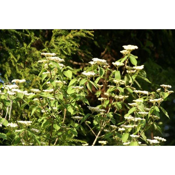 山採り　コバノガマズミ　ナツハゼ　混合株 コバノガマズミ（ガマズミ科） | 見ごろの植物