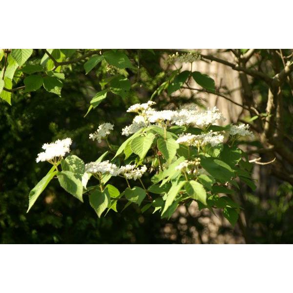 コバノガマズミ苗木「庭木」 20〜50cm前後 : キヨタキナーセリー