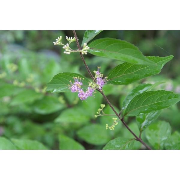 コムラサキ（小紫）苗木 25〜50cm前後 : キヨタキナーセリー - 通販