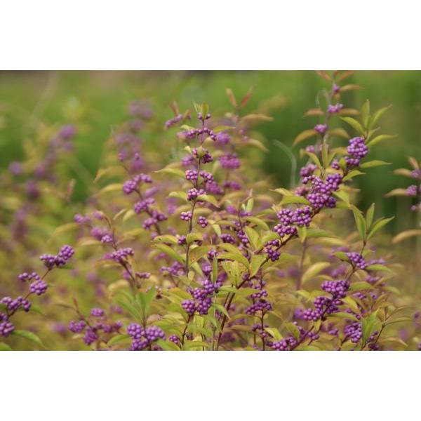 コムラサキ　実生苗　落葉低木　庭木 コムラサキ 実生苗 落葉低木 庭木 コムラサキ 実生苗 落葉低木 庭木