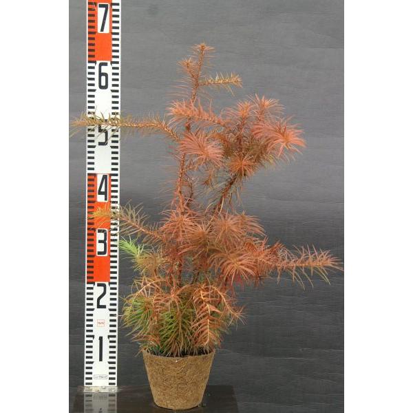 コウヨウザン（広葉杉）苗木「針葉樹」 30〜50cm前後 : キヨタキ