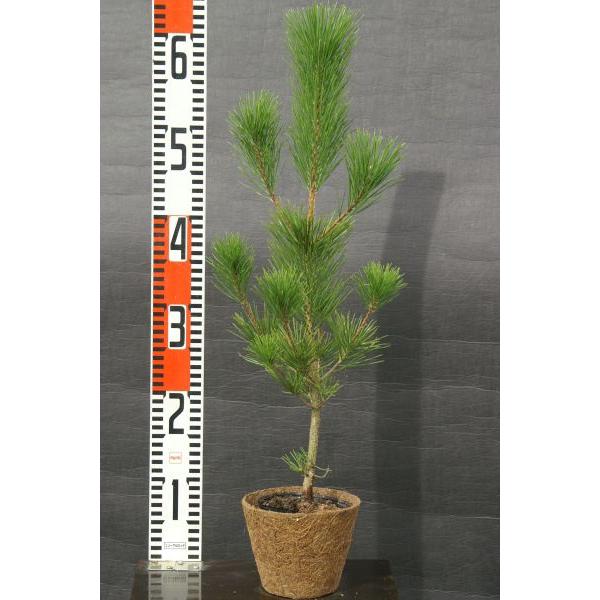 クロマツ（黒松）苗木「針葉樹」 30〜50cm前後 : キヨタキナーセリー