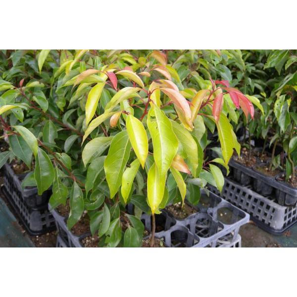 クスノキ（楠）苗木「常緑樹」 30〜50cm前後 : キヨタキナーセリー