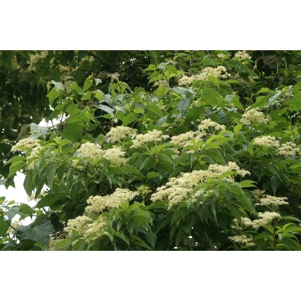 クマノミズキ（熊野水木）苗木　30〜50cm前後 |  | 01