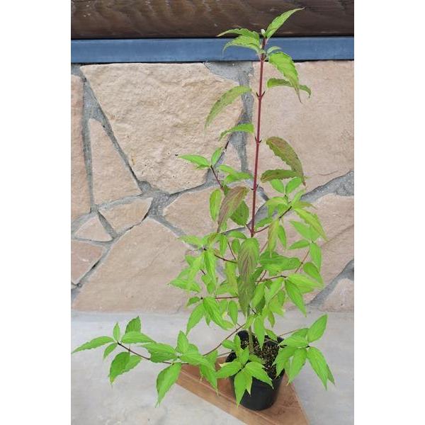 クマノミズキ（熊野水木）苗木　30〜50cm前後 |  | 10