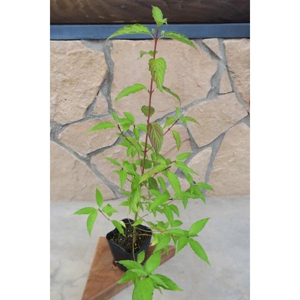 クマノミズキ（熊野水木）苗木　30〜50cm前後 |  | 11