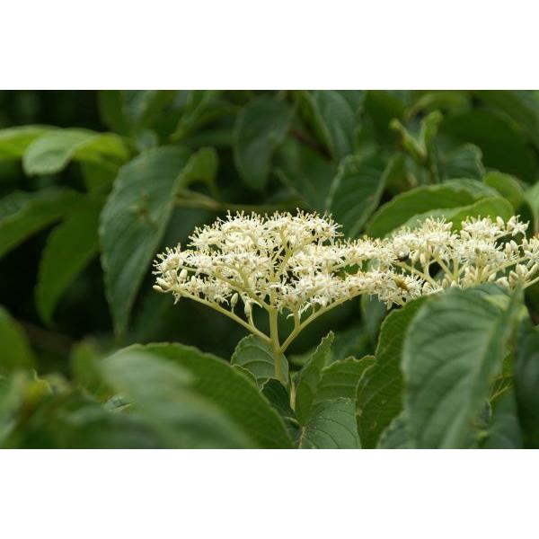 クマノミズキ（熊野水木）苗木　30〜50cm前後 |  | 02