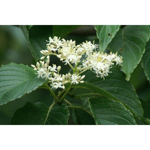 クマノミズキ（熊野水木）苗木　30〜50cm前後 |  | 05