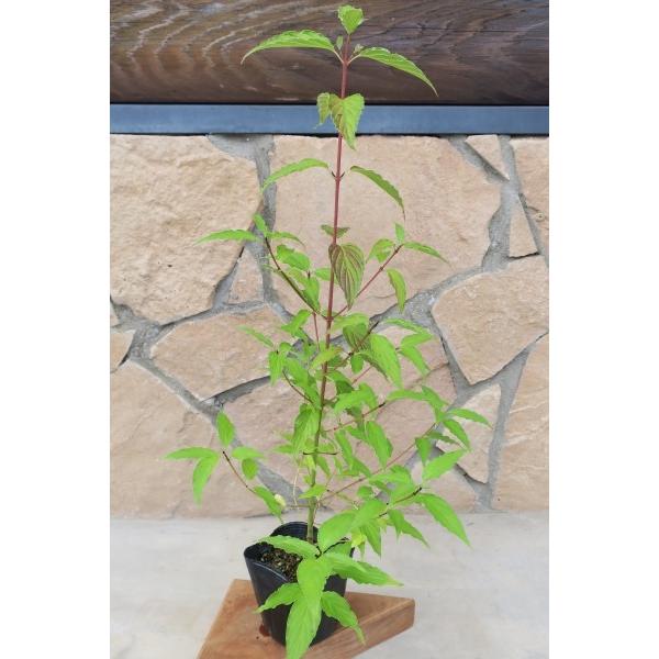 クマノミズキ（熊野水木）苗木　30〜50cm前後 |  | 06