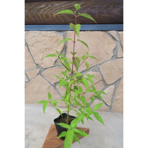 クマノミズキ（熊野水木）苗木　30〜50cm前後 |  | 07