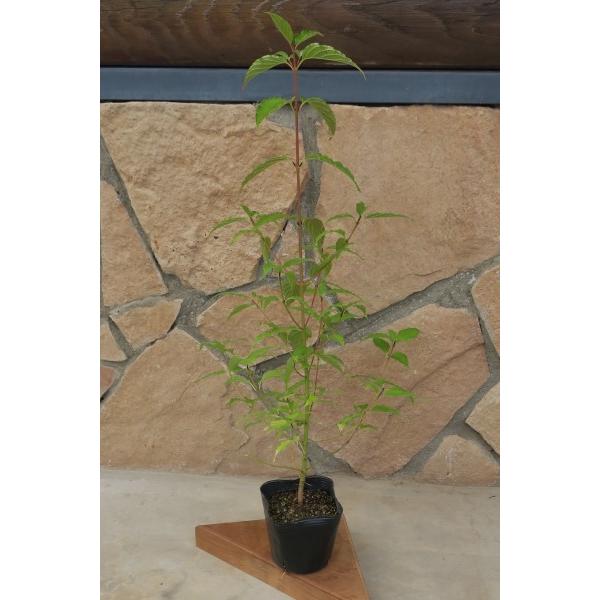 クマノミズキ（熊野水木）苗木　30〜50cm前後 |  | 08