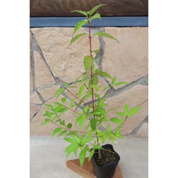 クマノミズキ（熊野水木）苗木　30〜50cm前後 |  | 09