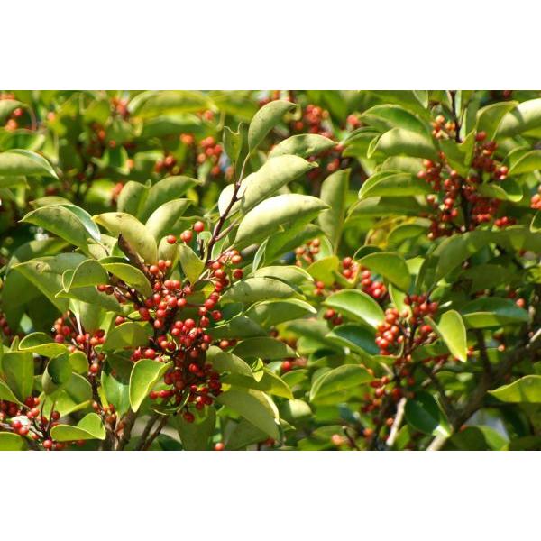 クロガネモチ（黒鉄黐）苗木「庭木」　20〜50cm前後 | 