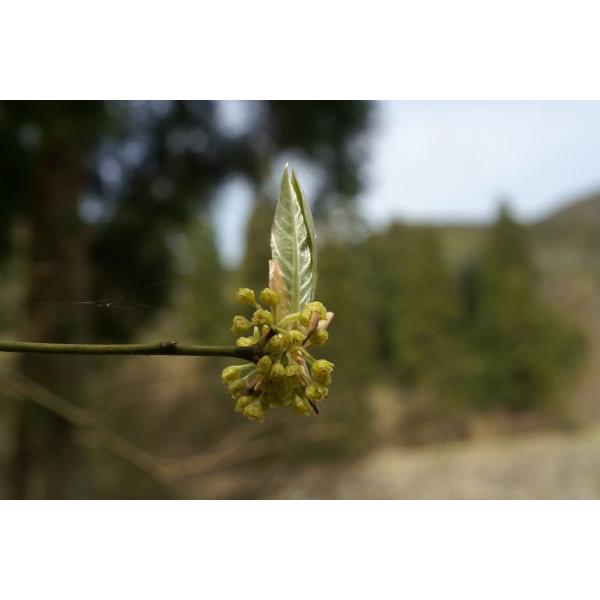 クロモジ 黒文字 苗木 30 50cm前後 Ypku0010 キヨタキナーセリー 通販 Yahoo ショッピング