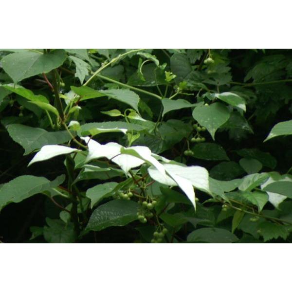 マタタビ（木天蓼）苗木 20〜50cm前後 : キヨタキナーセリー - 通販