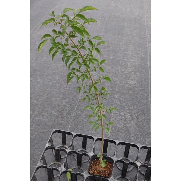 マルバアオダモ（丸葉青だも）苗木　30〜50cm前後 |  | 08