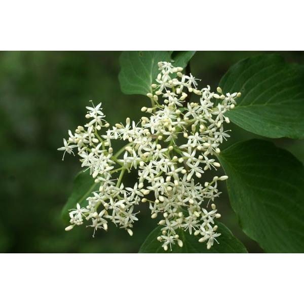 フジキ ミズキさん専用 全11色】ヤマシタ エギ王K 4号 YAMASHITA - 【バス・トラウト・ソルト