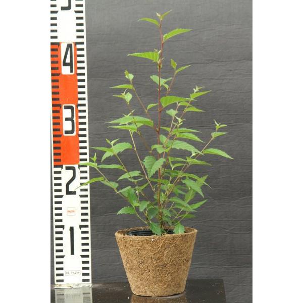 ミズメ苗木　30〜50cm前後 |  | 01