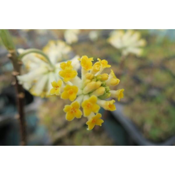 ミツマタ（三又）苗木 20〜50cm前後 : キヨタキナーセリー - 通販