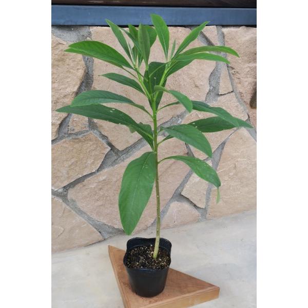 ミツマタ（三又）苗木 20〜50cm前後 : キヨタキナーセリー - 通販