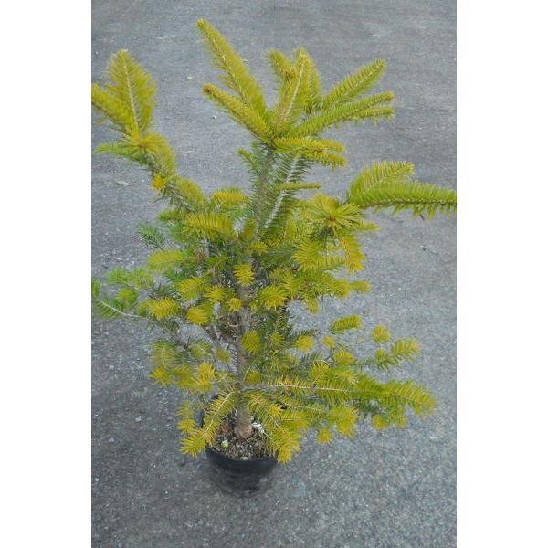 モミノキ（樅の木）苗木 20〜40cm前後 : キヨタキナーセリー