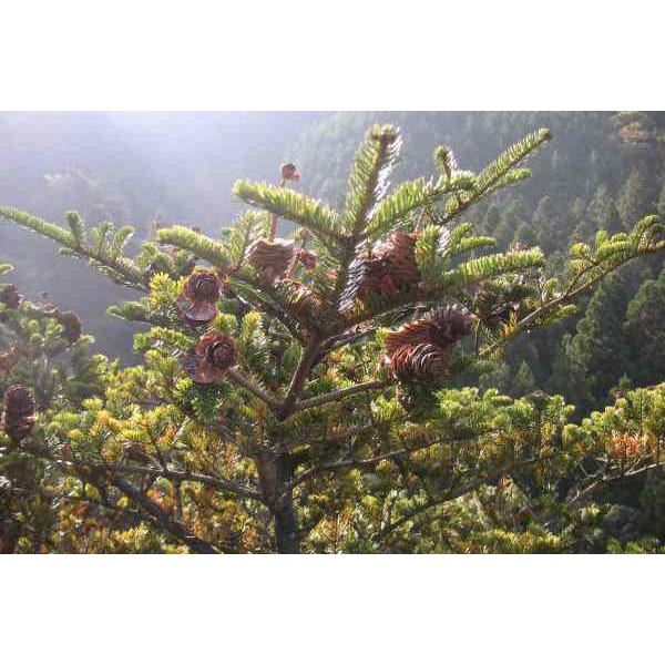 【完売】天然＊野生の可愛いもみの木さん【樅の木/苗木】ハロウィンやクリスマスに！ 完売】天然＊野生の可愛いもみの木さん【樅の木/苗木】ハロウィンや