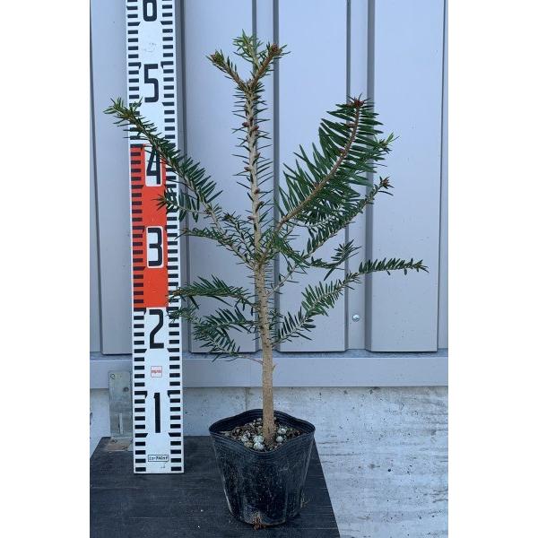モミノキ（樅の木）苗木 20〜40cm前後 : キヨタキナーセリー
