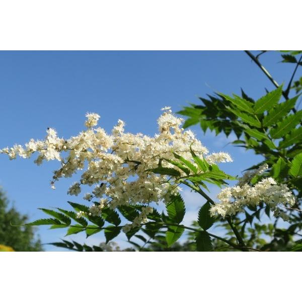 ナナカマド 七竈 苗木 庭木 25 50cm前後 Ypna0001 キヨタキナーセリー 通販 Yahoo ショッピング