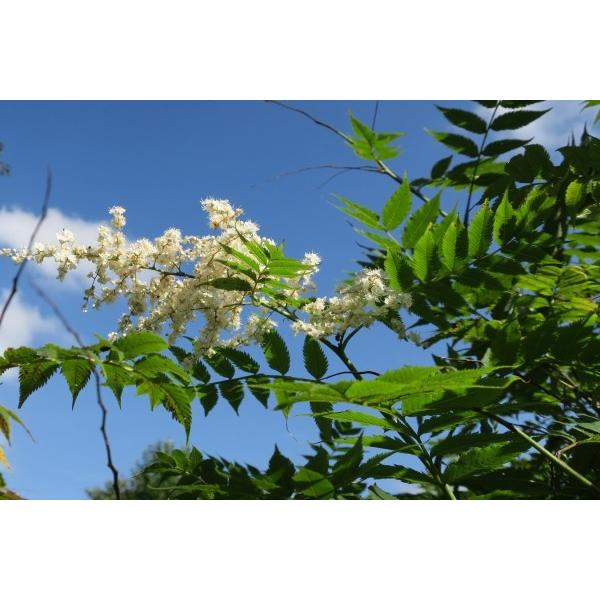 ナナカマド 七竈 苗木 庭木 25 50cm前後 Ypna0001 キヨタキナーセリー 通販 Yahoo ショッピング