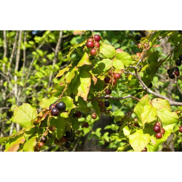 ナツハゼ（夏櫨）苗木 30〜50cm前後 : キヨタキナーセリー - 通販