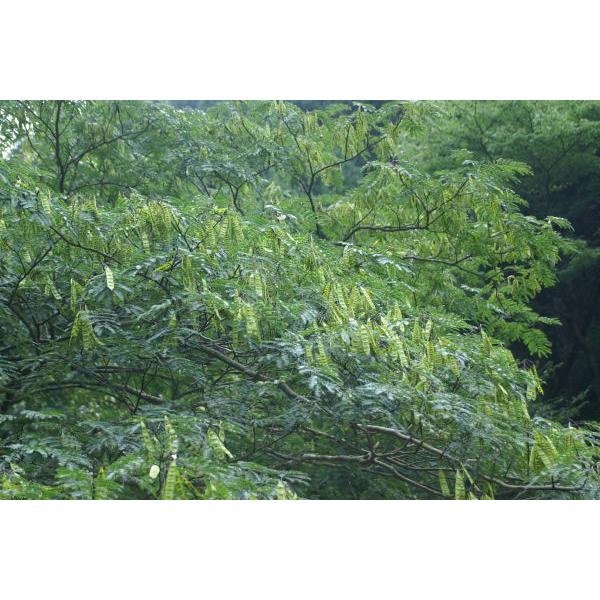ネムノキ（合歓の木）苗木　20〜50cm前後 |  | 04