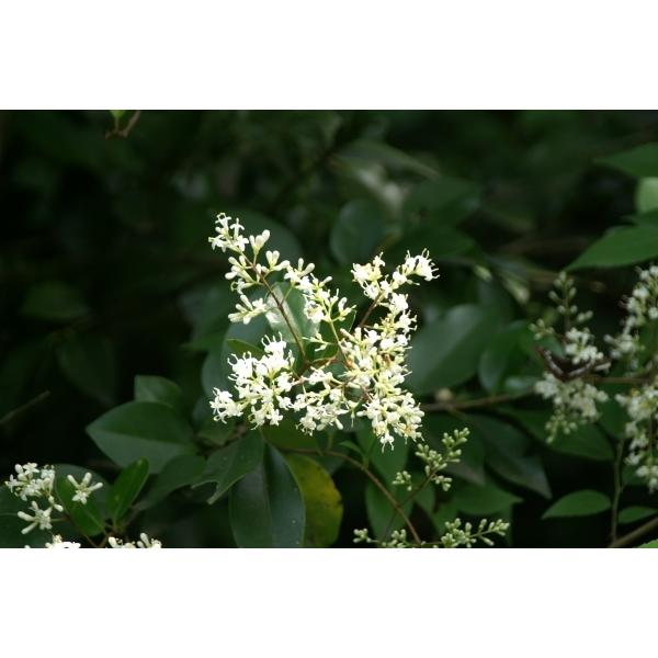 ネズミモチ（鼠黐）苗木「庭木」「常緑樹」 30〜50cm前後 : キヨタキ