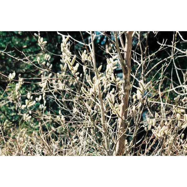 ネコヤナギ（猫柳）苗木　30〜50cm前後 |  | 01