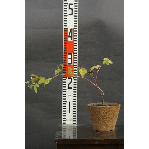 野葡萄 苗 ② ノブドウ（野葡萄）苗木 20〜50cm前後 : キヨタキナーセリー