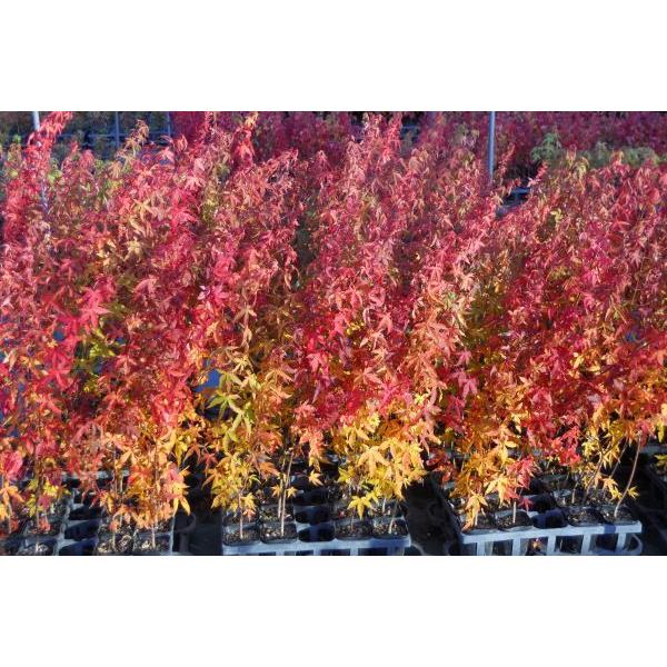 オオモミジ（大紅葉）苗木 30〜50cm前後 : キヨタキナーセリー - 通販