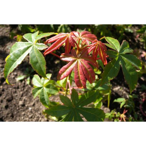 オオモミジ（大紅葉）苗木 30〜50cm前後 : キヨタキナーセリー - 通販