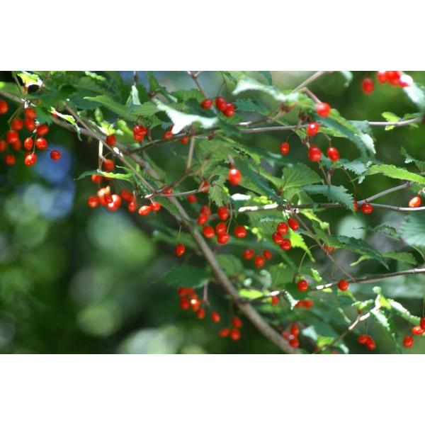 オトコヨウゾメ苗木　30〜50cm前後 |  | 04