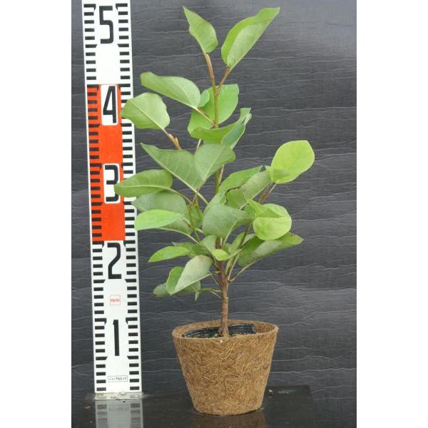 オオヤマレンゲ 大山蓮華 苗木 庭木 40cm前後 Ypo0008 キヨタキナーセリー 通販 Yahoo ショッピング