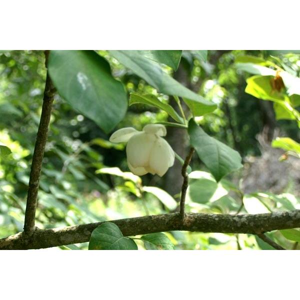 オオヤマレンゲ 大山蓮華 苗木 庭木 40cm前後 Ypo0008 キヨタキナーセリー 通販 Yahoo ショッピング