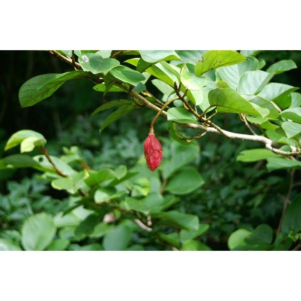 オオヤマレンゲ 大山蓮華 苗木 庭木 40cm前後 Ypo0008 キヨタキナーセリー 通販 Yahoo ショッピング