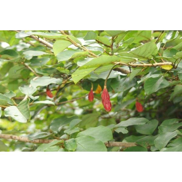 オオヤマレンゲ 大山蓮華 苗木 庭木 40cm前後 Ypo0008 キヨタキナーセリー 通販 Yahoo ショッピング