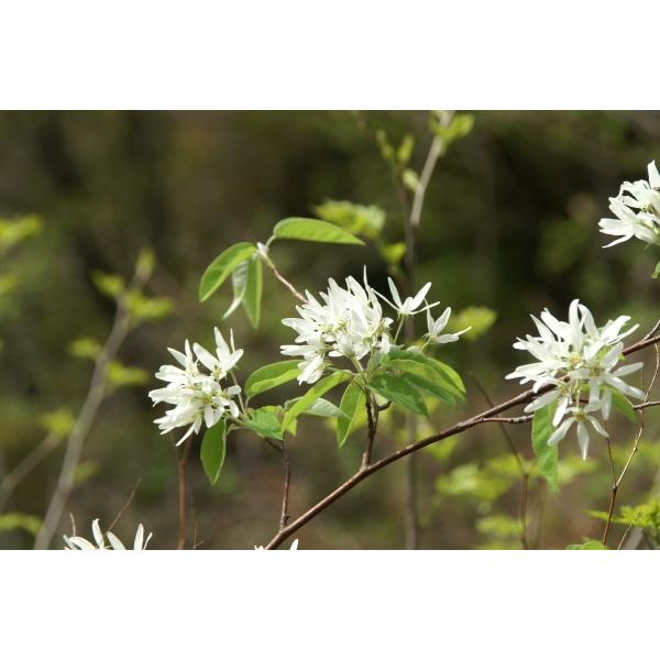 ザイフリボク（采振木）苗木 30〜50cm前後 : キヨタキナーセリー